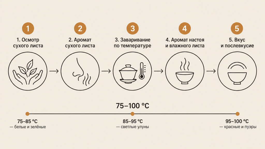 Схема домашних пяти шагов дегустации чая с температурной шкалой и пиктограммами, от сухого листа до послевкусия