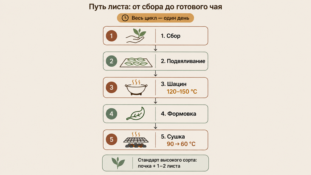 Инфографика технологии маофэн: 5 этапов производства чая от сбора листьев до готового продукта за один день