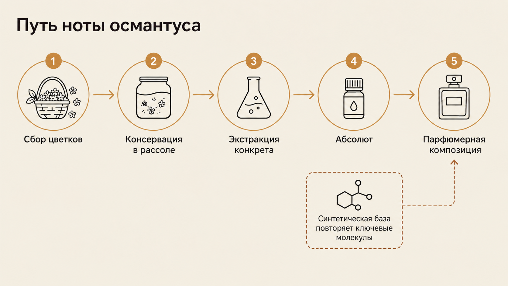 Схема производства ноты османтуса: от сбора цветков до абсолюта и причина высокой цены