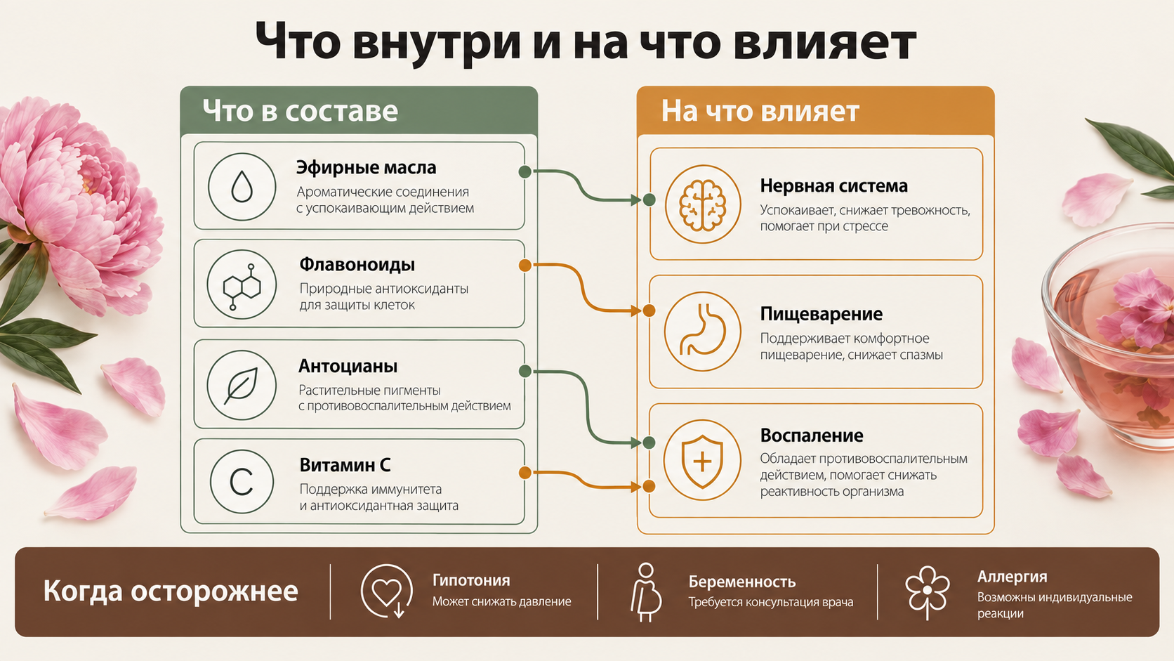Инфографическая карточка с составом и действием лепестков пиона, перечень полезных свойств и предупреждения при гипотонии, беременности и аллергии.