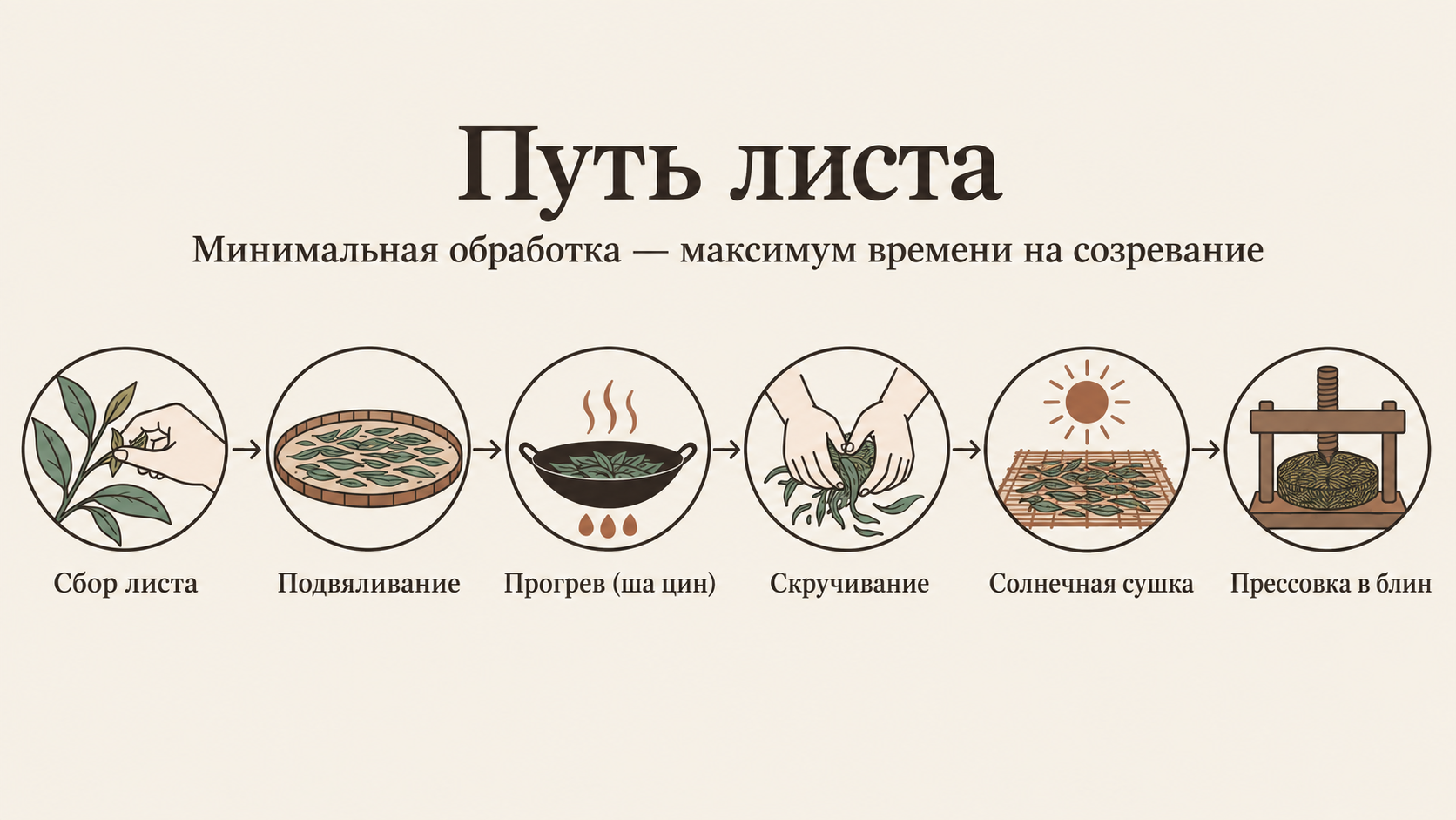 Линейная схема из 6 этапов производства шен пуэра от сбора чайного листа до готового блина с пиктограммами и подписями. Тёплый фарфоровый фон, нефритово-зелёные и глиняные акценты. Путь листа: минимальная обработка — максимум времени на созревание.