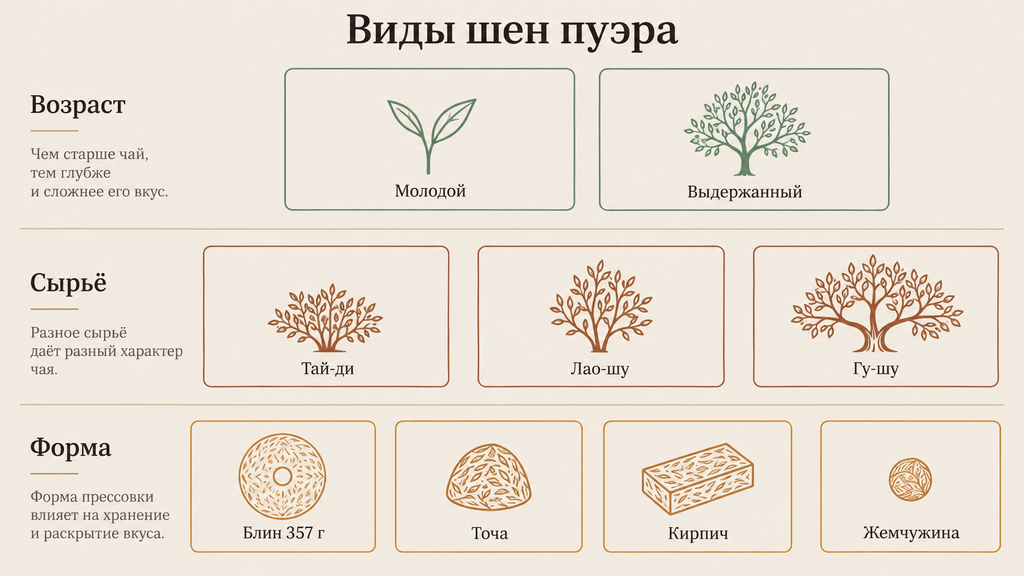 Виды шэн пуэра: классификация по возрасту, типу сырья и форме прессования. Три ряда с короткими подписями и линейными иконками на модульной сетке.