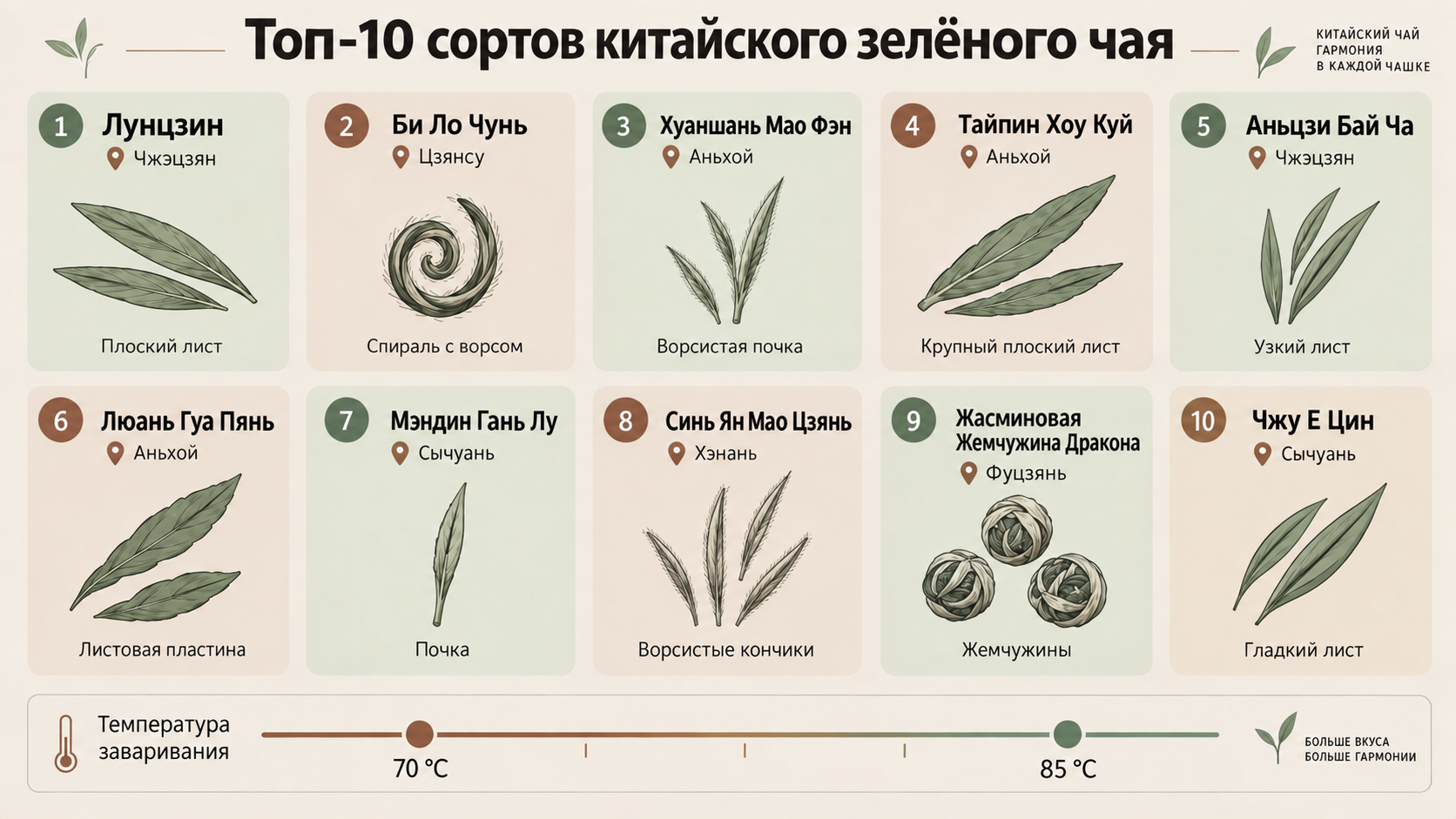 Сравнительная таблица топ-10 сортов китайского зеленого чая: регион, форма листа, вкус и температура заваривания