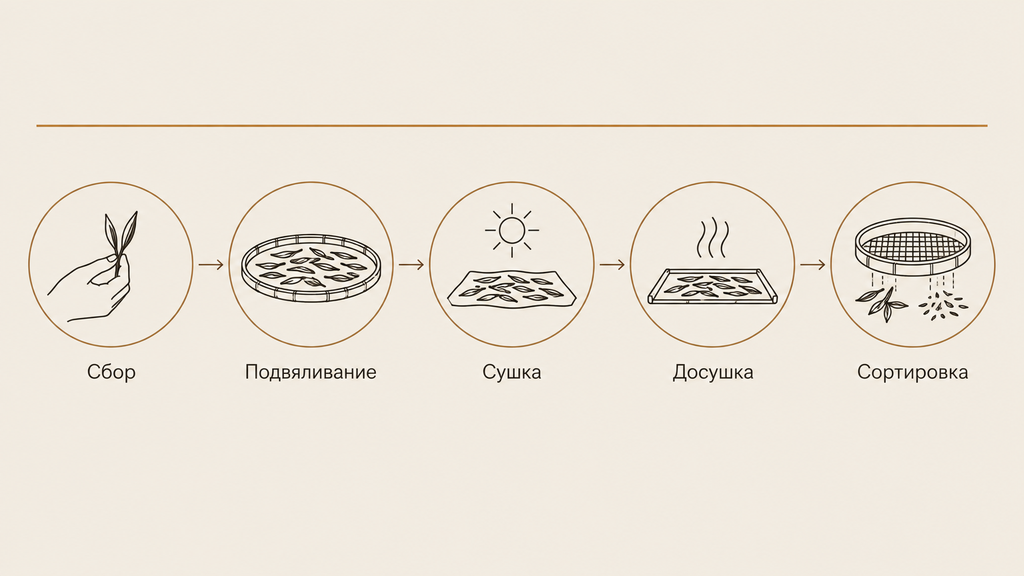 Схема производства белого чая: пять этапов от сбора до сортировки с указанием ключевых условий на каждом шаге.